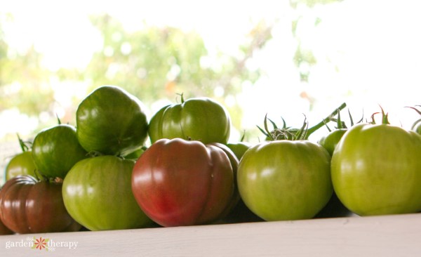 Can I Harvest Green Tomatoes? Tips for Ripening and Harvesting