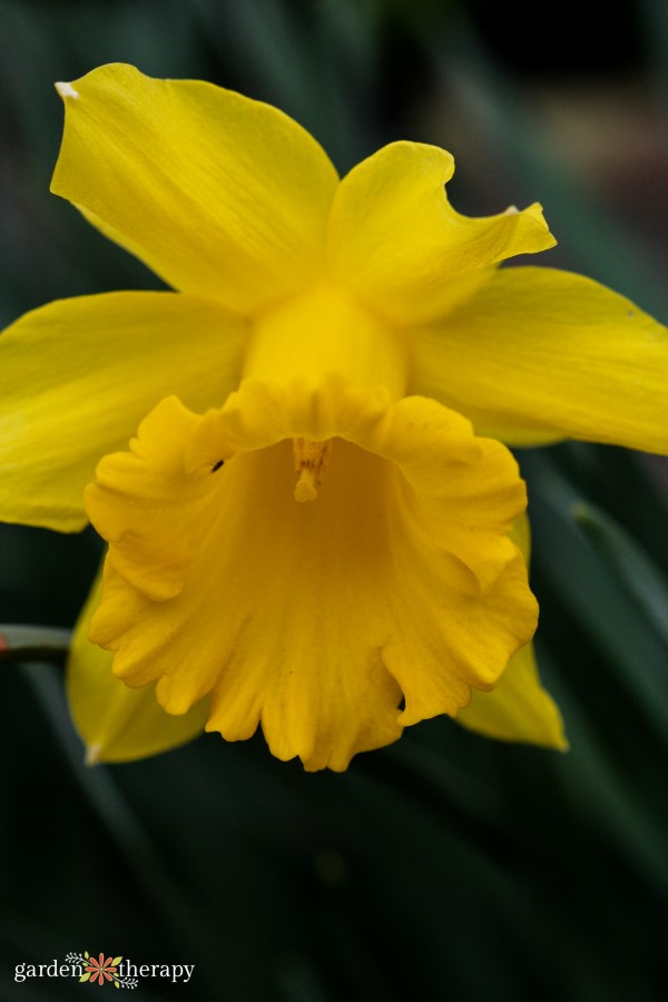 The Definitive Guide to Daffodils