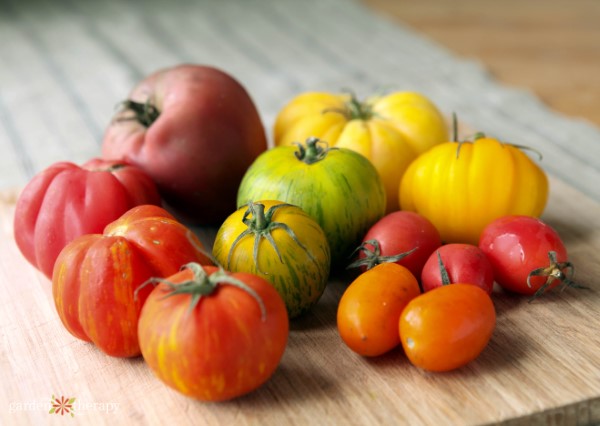 What to Do With Tomatoes From a Harvest: How to Preserve and Ripen